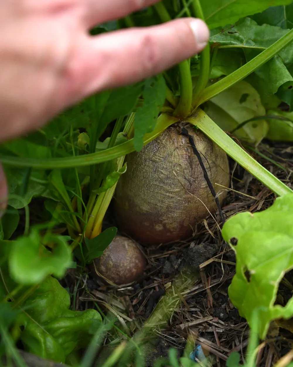 A beetroot growing in the soil with its leaves above it, a hand held over the plant.