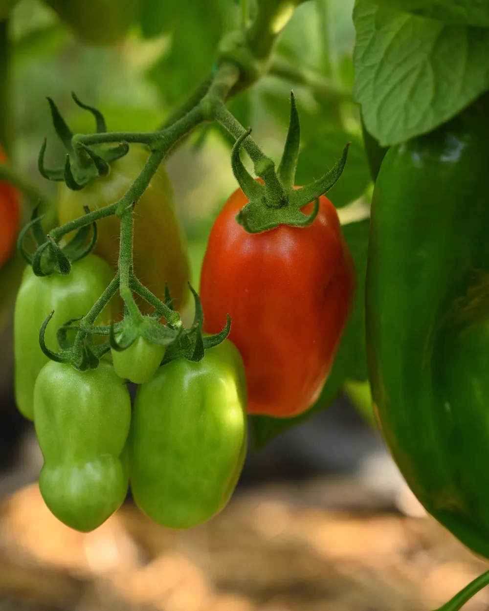 A truss of red and green tomatoes on the vine with a green pepper behind.