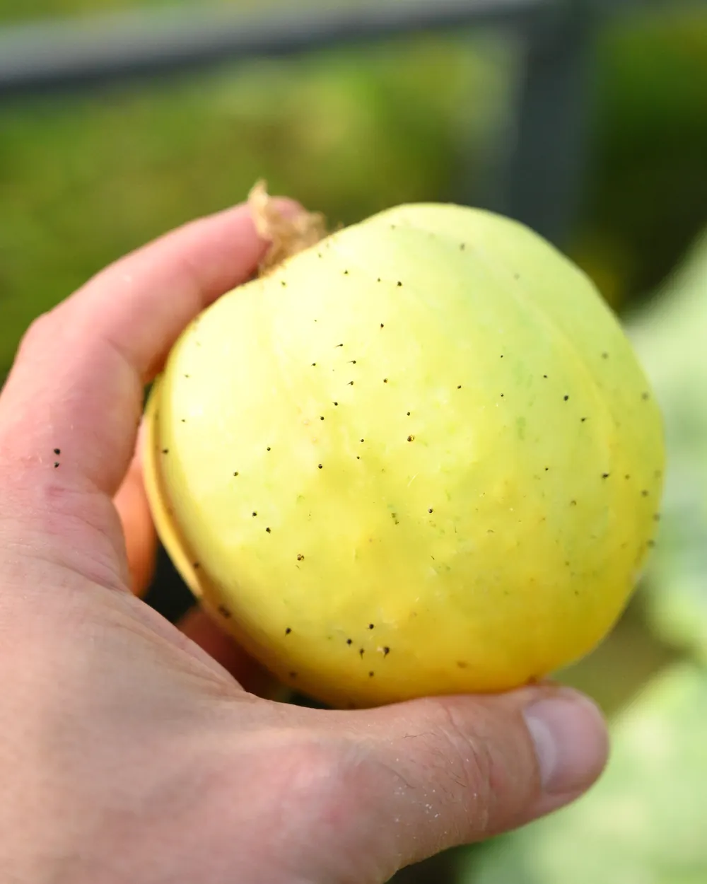 A hand holding a round, pale yellow cucumber.